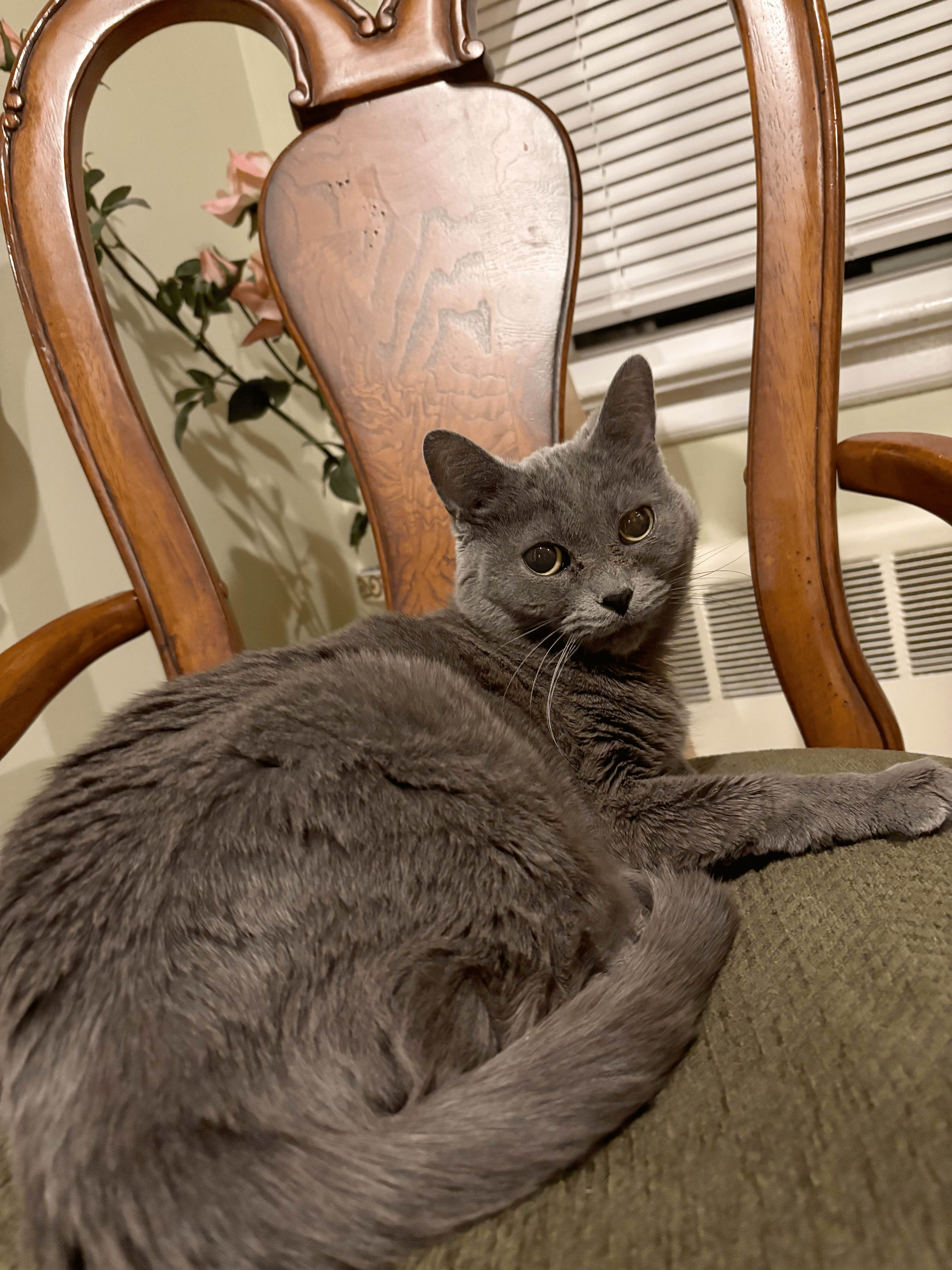 my cat!
